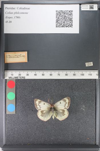Media type: image;   Entomology 125355